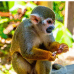 how to explore wildlife monkeys