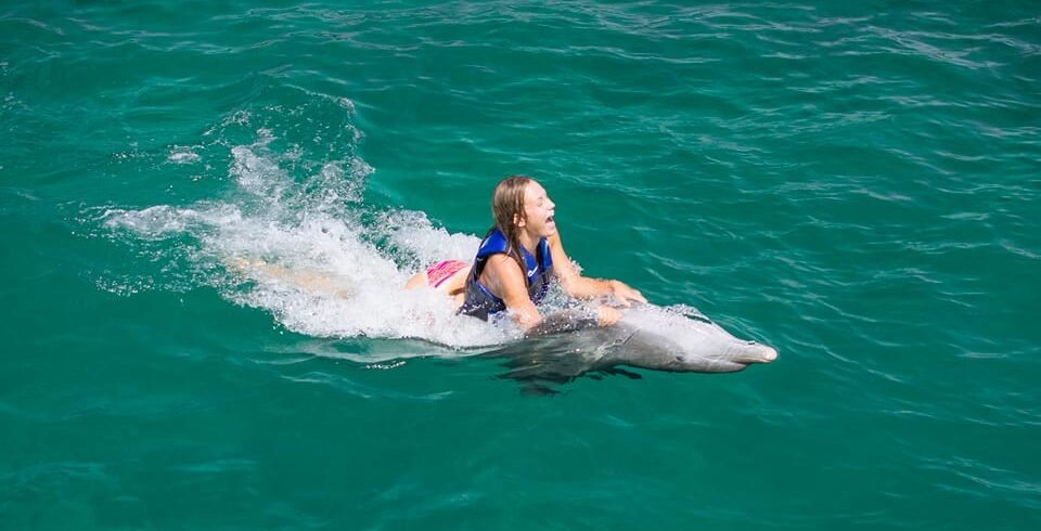 Interactive dolphin swim, learning and playing with marine experts