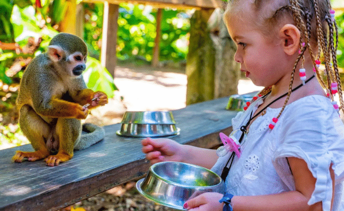 Monkey land+ Dolphin Swim
