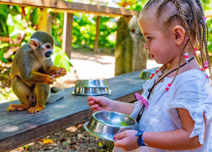 Monkey land+ Dolphin Swim