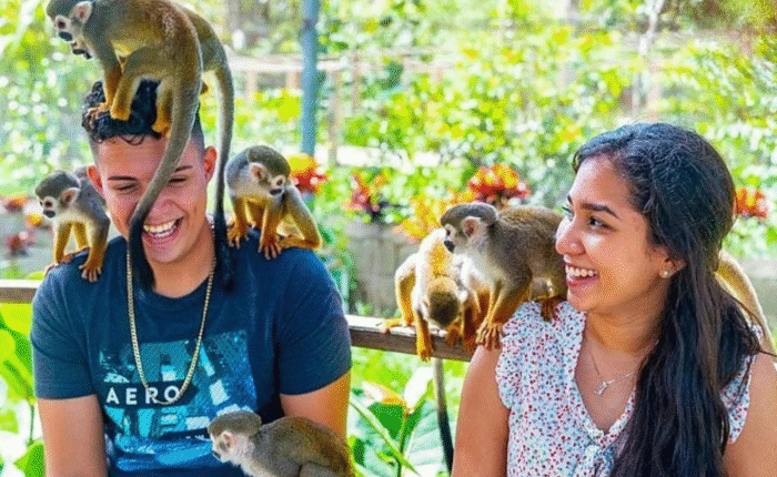 Discover the best of monkey land