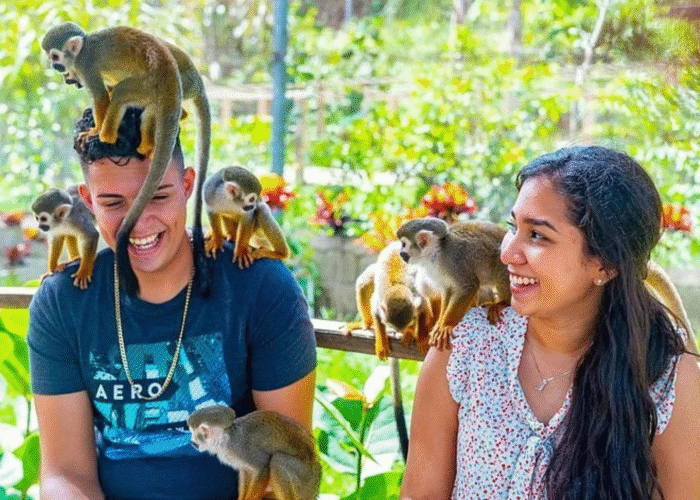 Discover the best of monkey land
