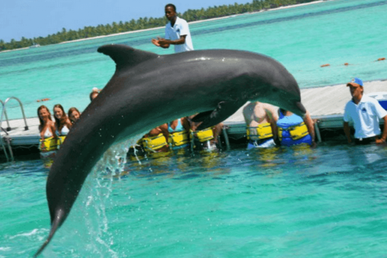 Discover dolphin experience at dolphin island park