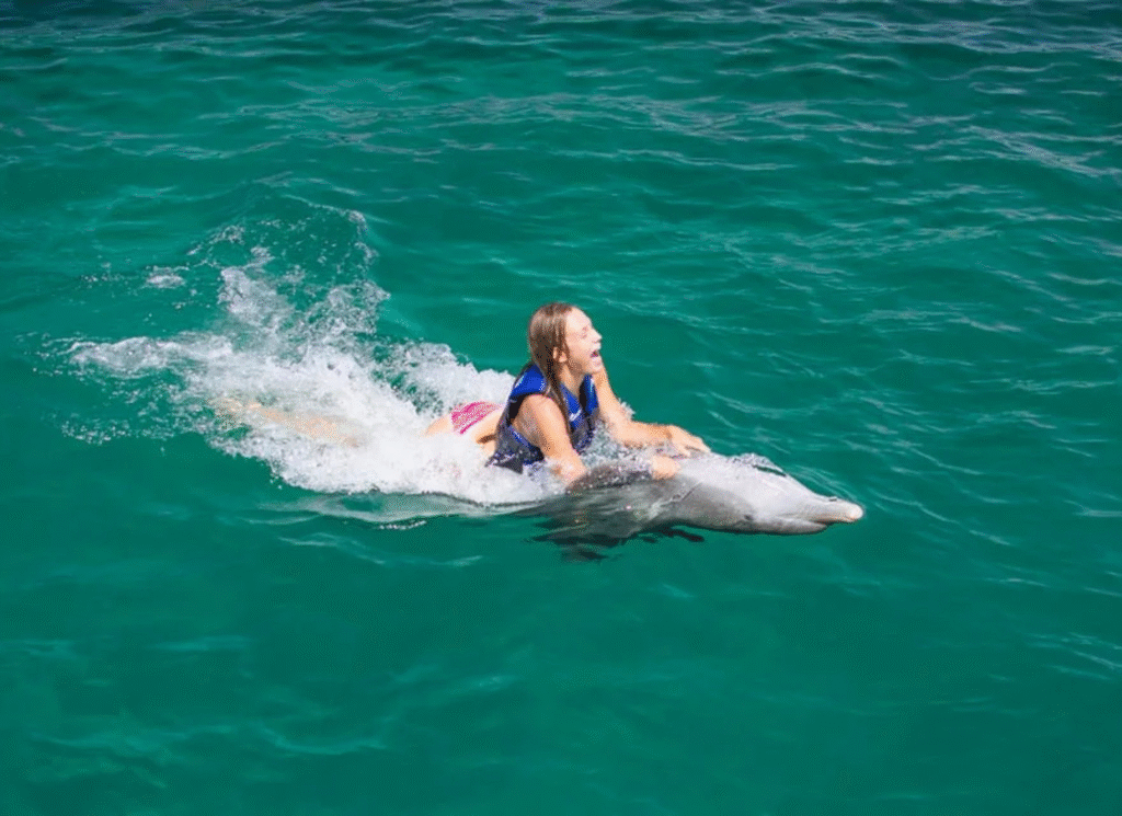 Dolphin Explorer Swim