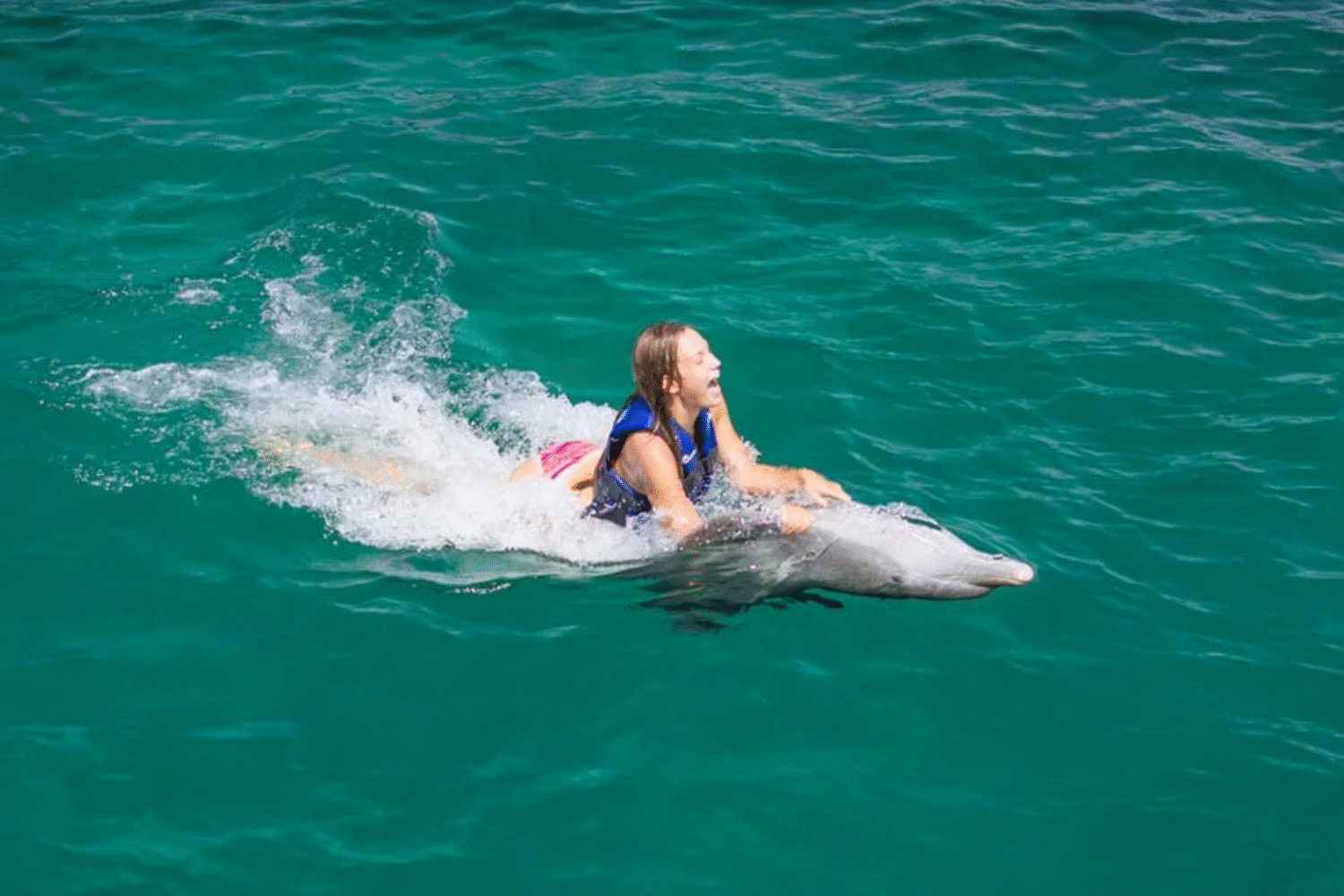Dolphin Explorer Swim