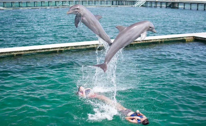Dolphin explorer swim