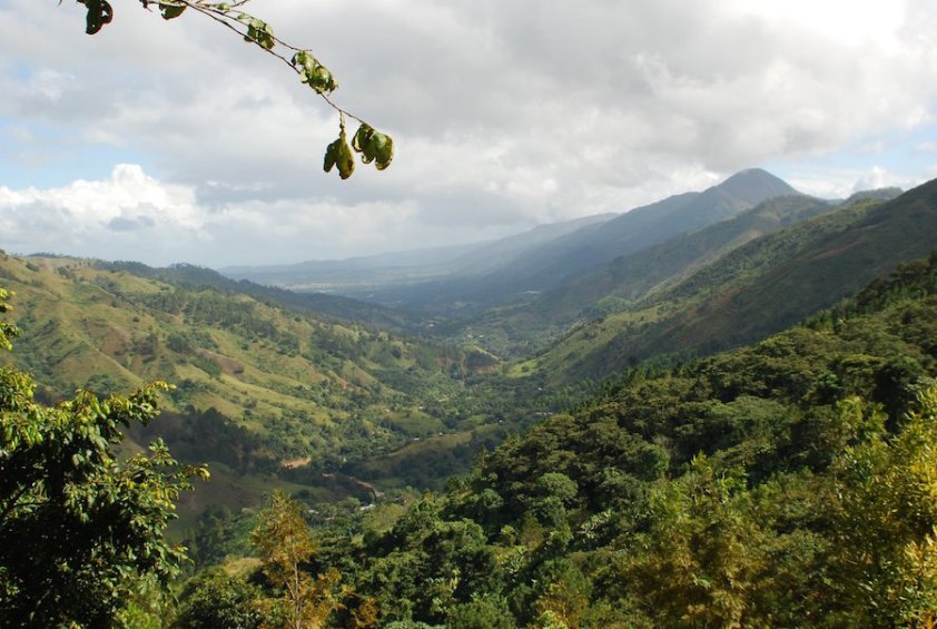 Paisaje de plantación de café en zona rural dominicana.